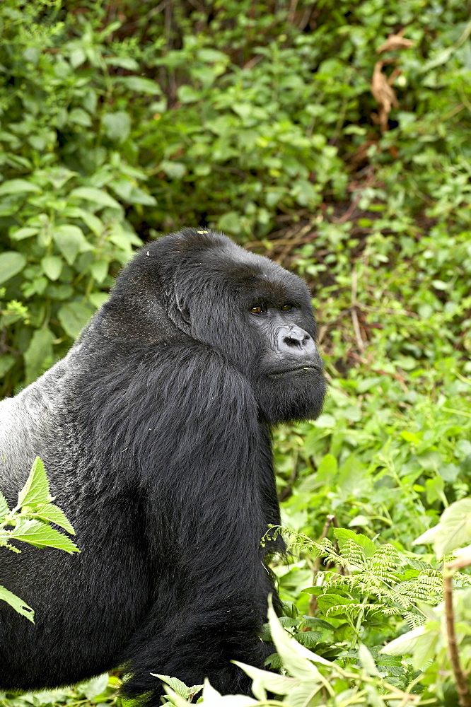 Silverback mountain gorilla (Gorilla gorilla beringei) of Shinda group, Volcanoes National Park, Rwanda, Africa