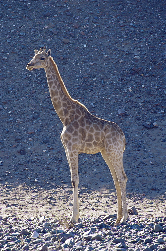 Giraffe (Giraffa camelopardalis), Skeleton Coast, Namibia, Africa