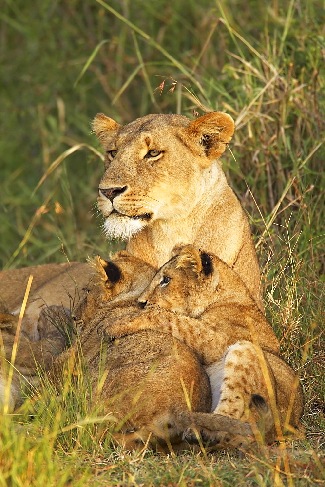 Lioness with two cubs (Panthera leo), Masai Mara Game Reserve, Kenya, East Africa, Africa