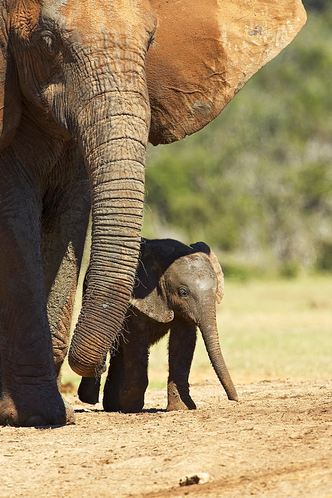 Mother and baby African elephant (Loxodonta africana), Addo Elephant National Park, South Africa, Africa