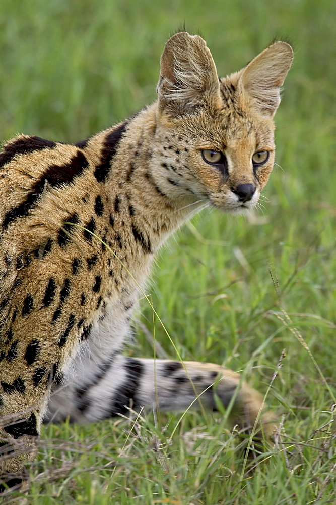 Serval (Felis serval) walking, Serengeti National Park, Tanzania, East Africa, Africa