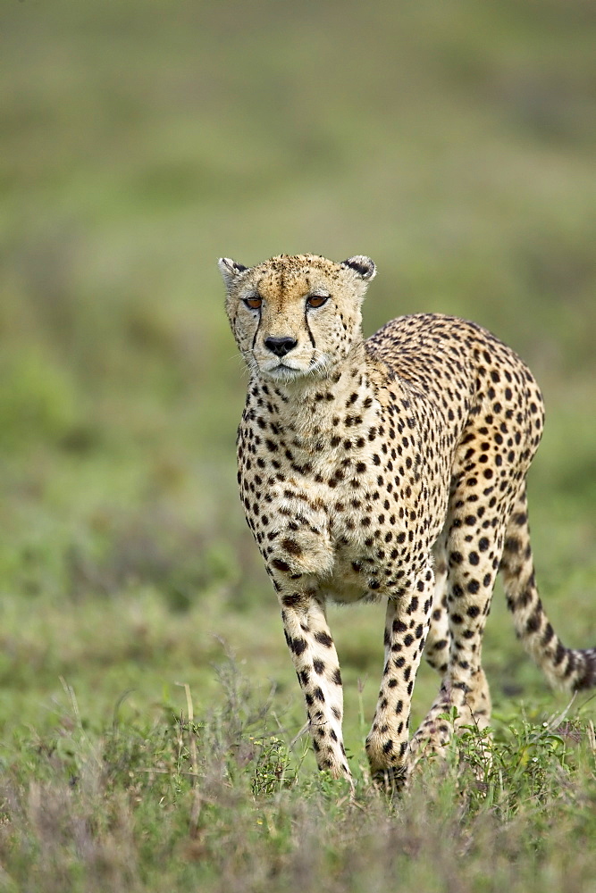 Cheetah (Acinonyx jubatus) walking towards viewer, Serengeti National Park, Tanzania, East Africa, Africa