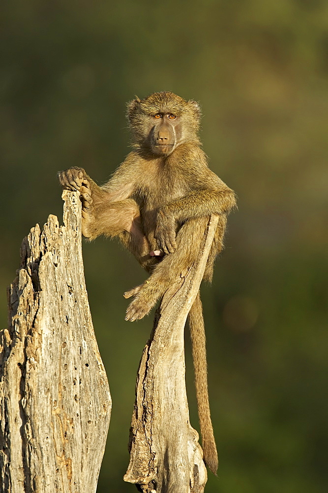 Young male olive baboon (Papio cynocephalus anubis) sitting atop a tree trunk looking at the camera, Samburu Game Reserve, Kenya, East Africa, Africa