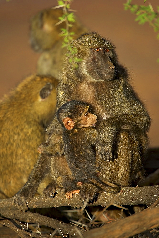 Olive baboon (Papio cynocephalus anubis) nursing young, Samburu Game Reserve, Kenya, East Africa, Africa