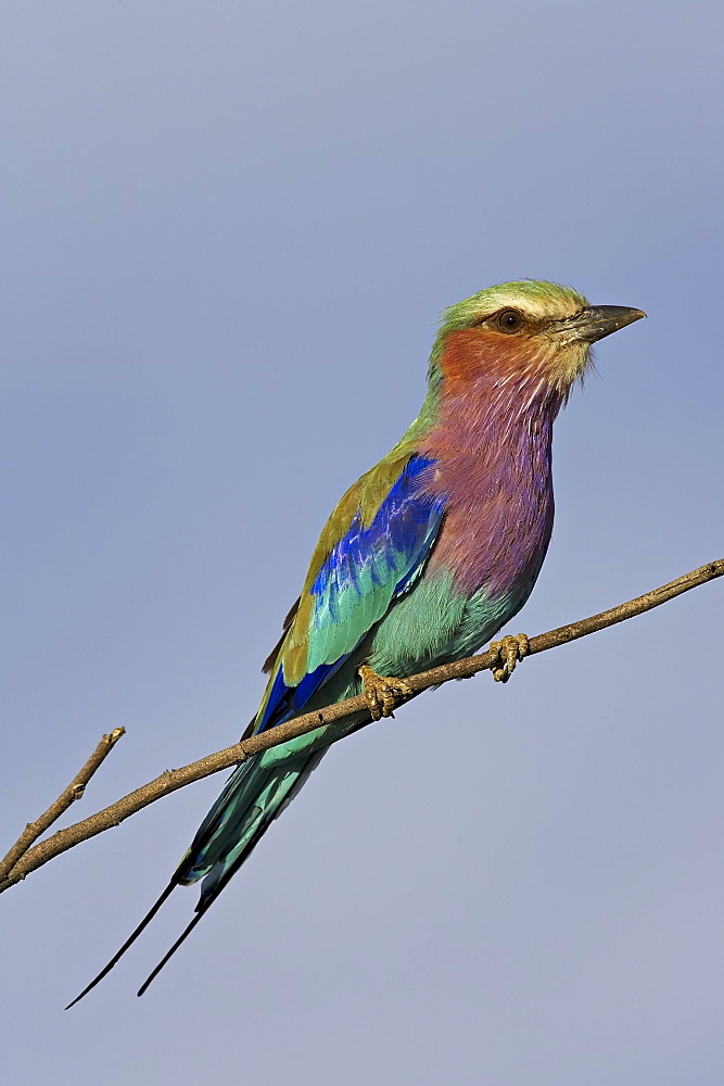 Lilac-breasted roller (Coracias caudata), Greater Limpopo Transfrontier Park, encompassing the former Kruger National Park, South Africa, Africa