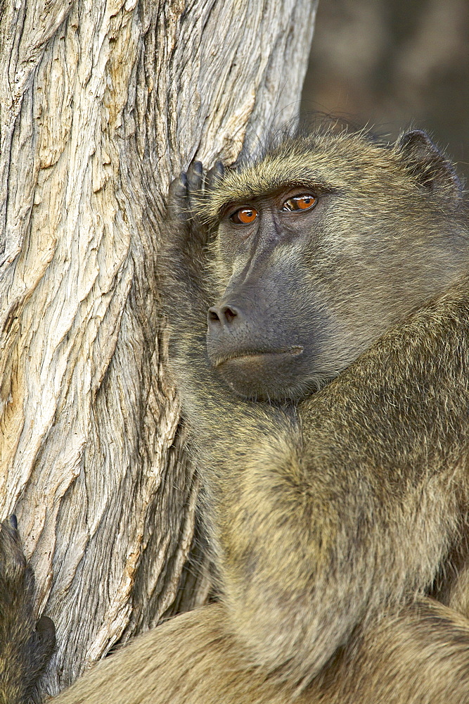 Chacma Baboon (Papio ursinus), Greater Limpopo Transfrontier Park, encompassing the former Kruger National Park, South Africa, Africa