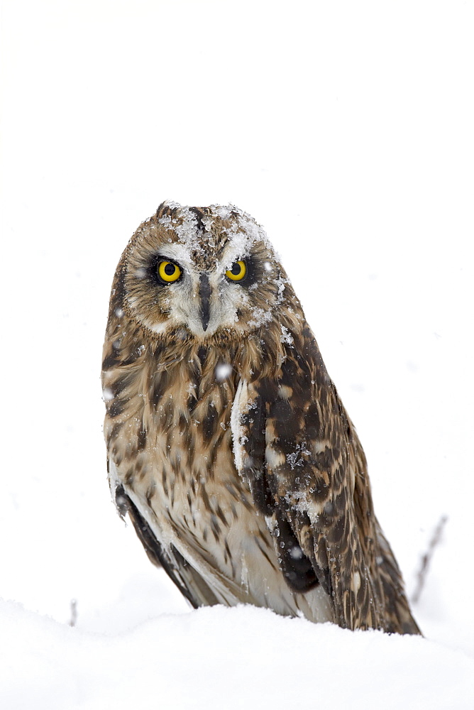 Captive short-eared owl (Asio flammeus) in the snow, Boulder County, Colorado, United States of America, North America