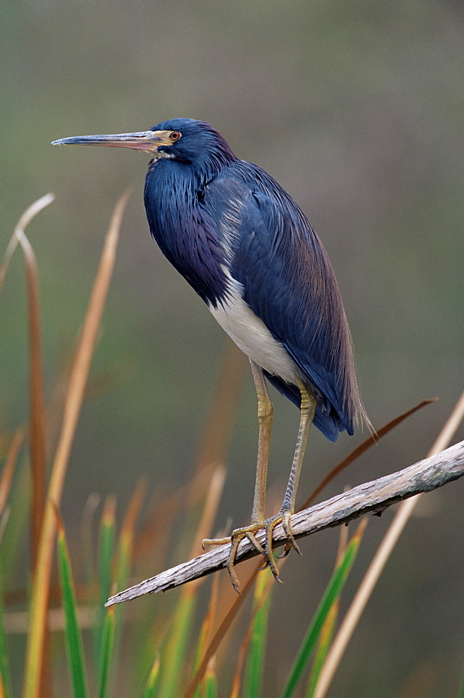 Louisiana heron (Hydranassa tricolor), Big Cypress Nature Preserve, Florida, United States of America, North America