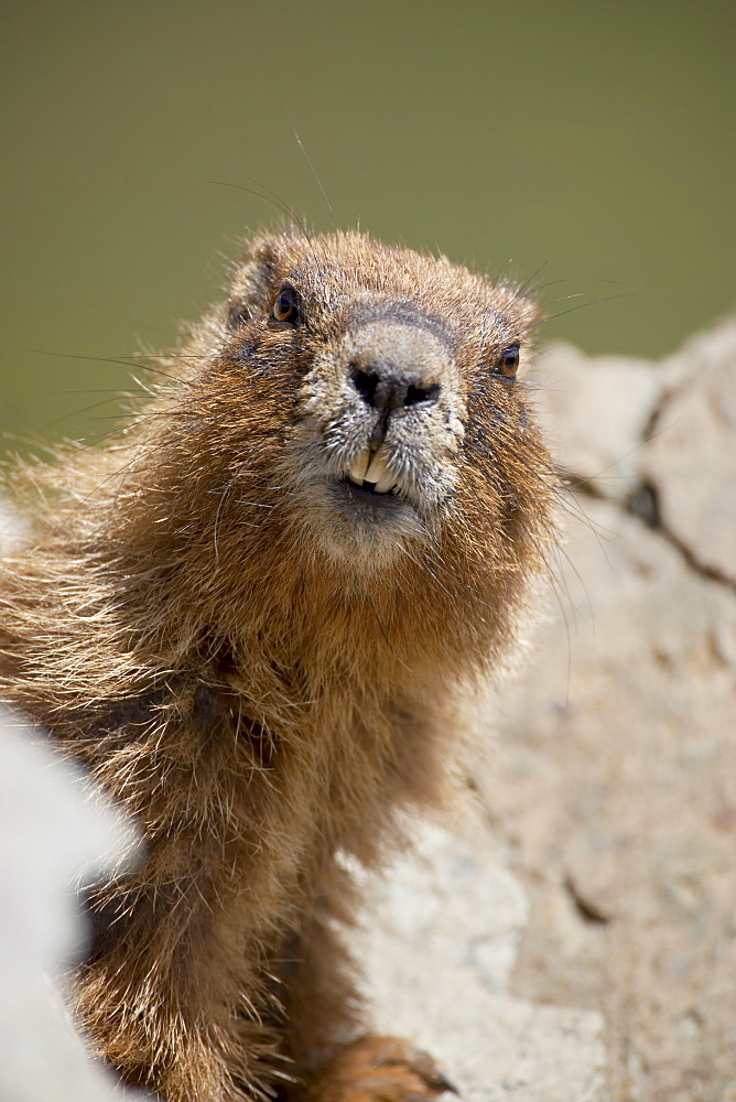 Yellowbelly marmot (Marmota flaviventris) near Cinnamon Pass, Uncompahgre National Forest, Colorado, United States of America, North America