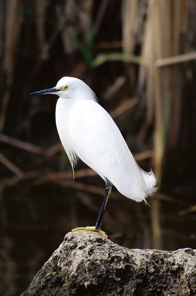 Snowy egret (Egretta thula), Big Cypress Nature Preserve, Florida, United States of America, North America