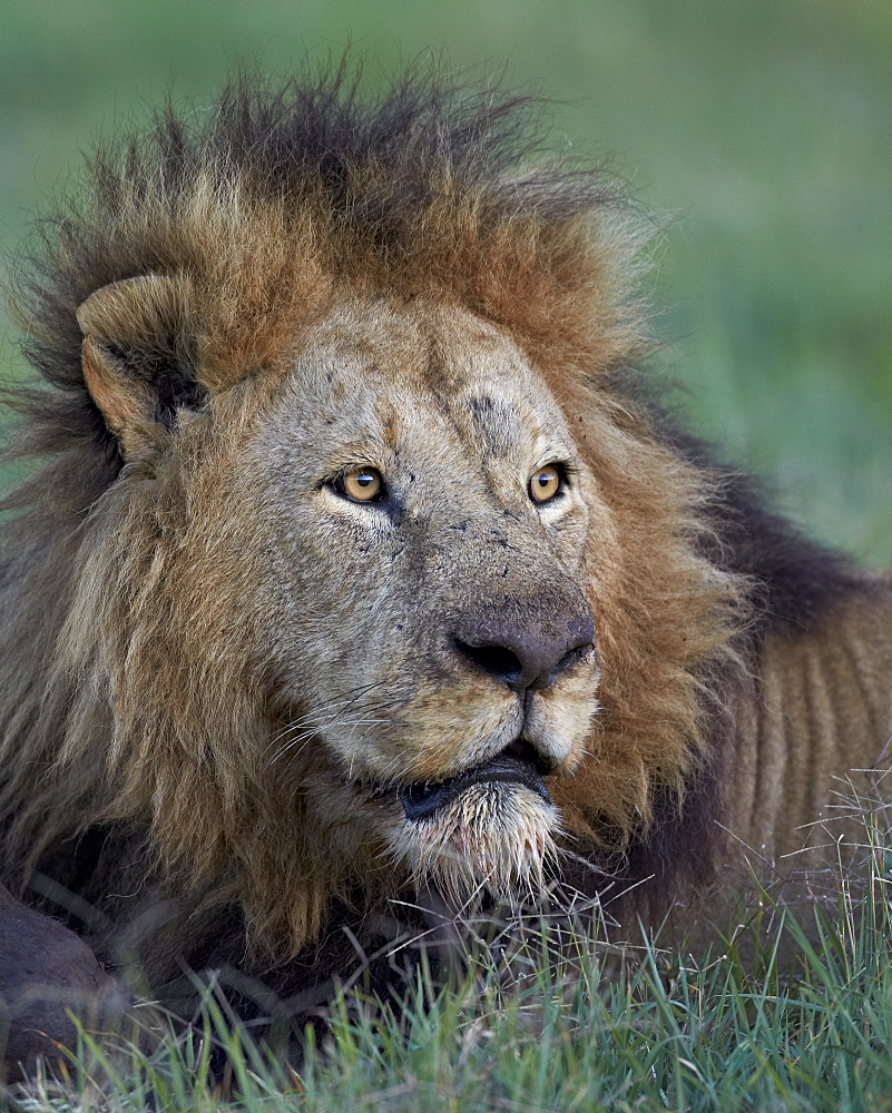 Lion (Panthera leo), Ngorongoro Crater, Tanzania, East Africa, Africa