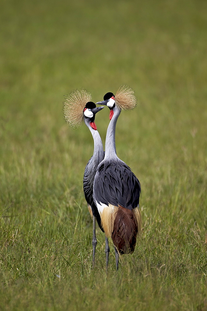 Grey crowned crane (Southern crowned crane) (Balearica regulorum) pair, Ngorongoro Crater, Tanzania, East Africa, Africa