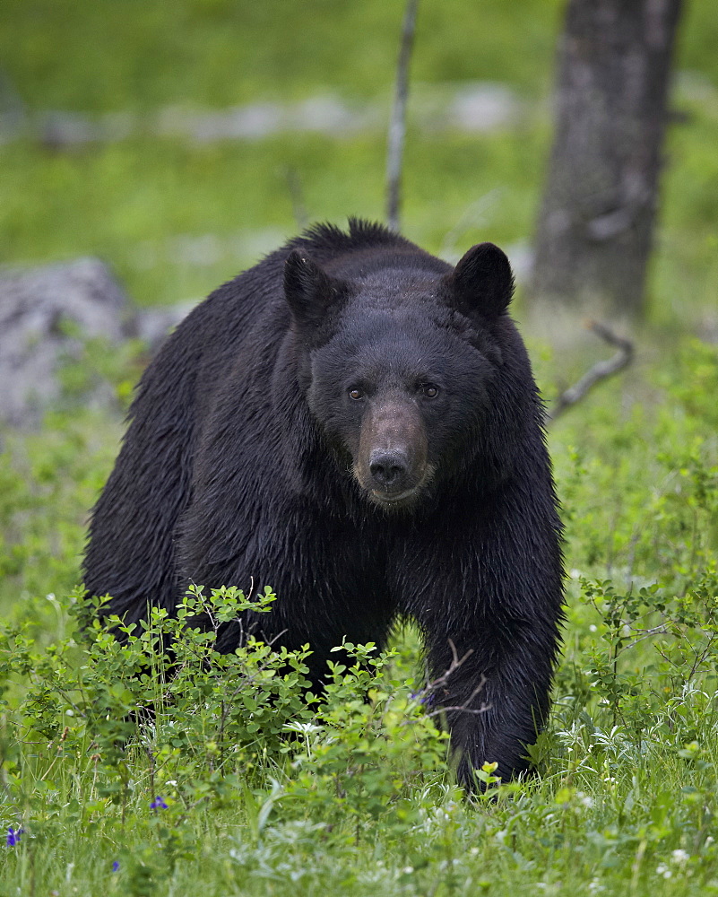 Black bear (Ursus americanus), Yellowstone National Park, Wyoming, United States of America, North America