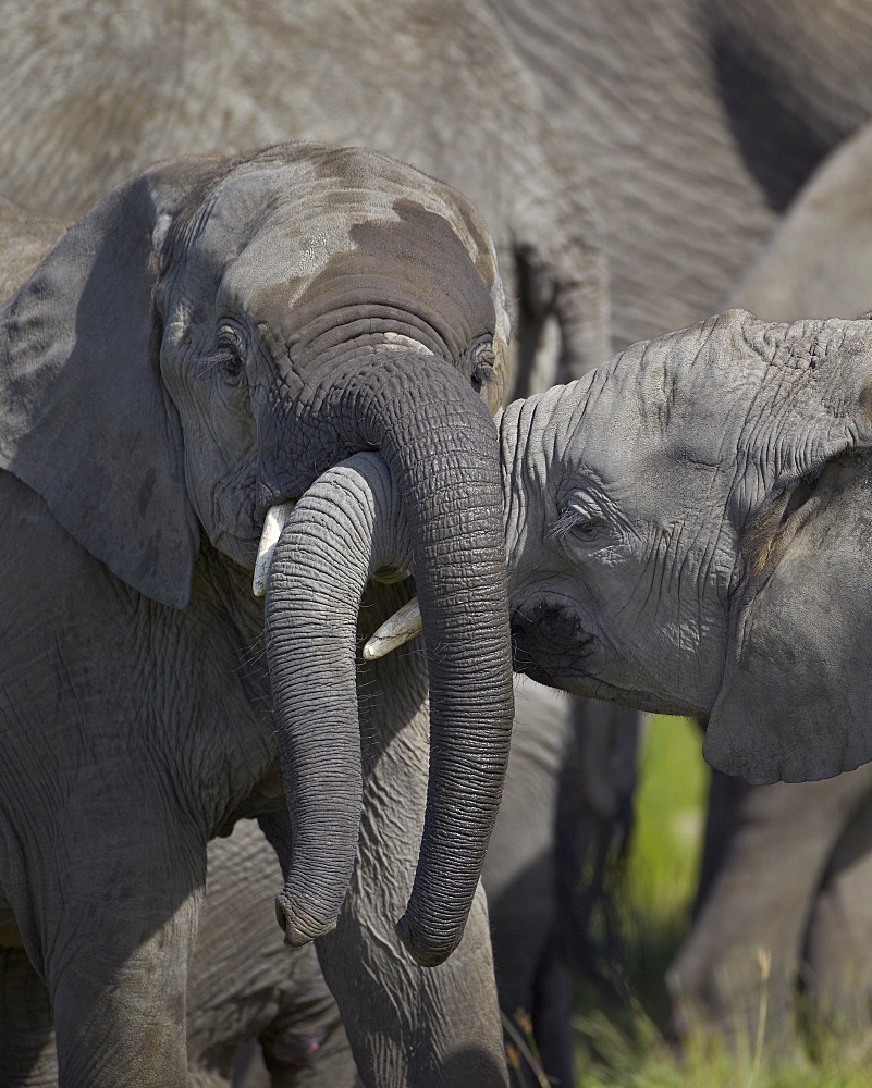 Two young African elephant (Loxodonta africana) playing, Serengeti National Park, Tanzania, East Africa, Africa 