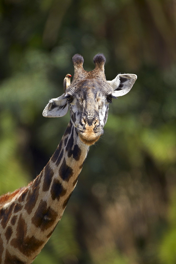 Masai giraffe (Giraffa camelopardalis tippelskirchi) with a red-billed oxpecker (Buphagus erythrorhynchus), Serengeti National Park, Tanzania, East Africa, Africa 