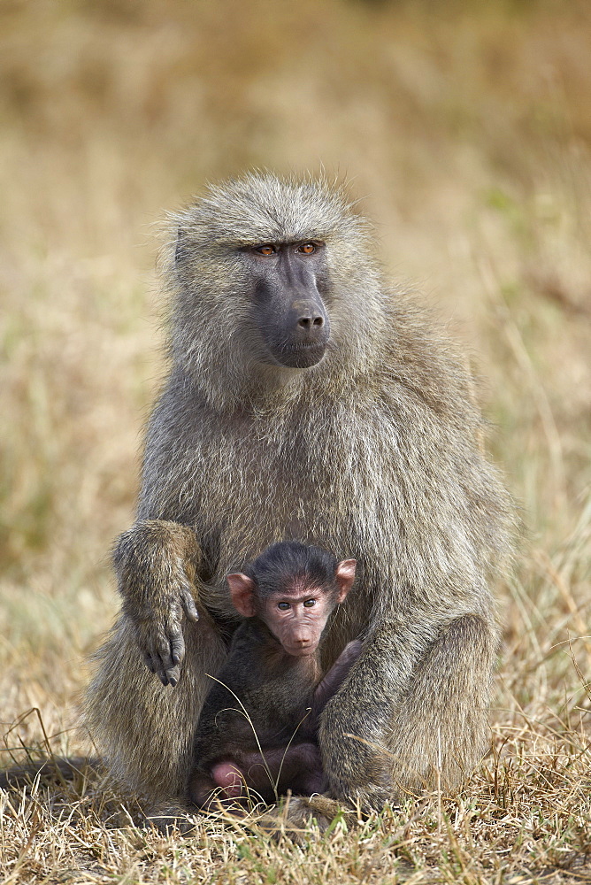 Olive baboon (Papio cynocephalus anubis) infant and mother, Serengeti National Park, Tanzania, East Africa, Africa 