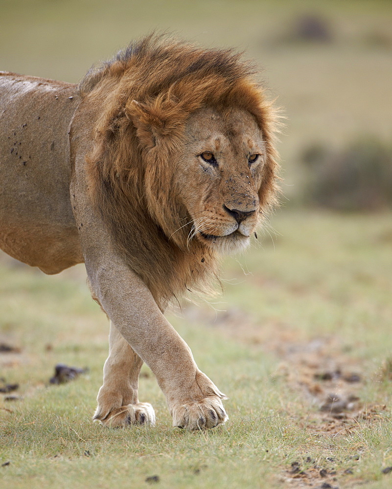 Lion (Panthera leo), Serengeti National Park, Tanzania, East Africa, Africa 