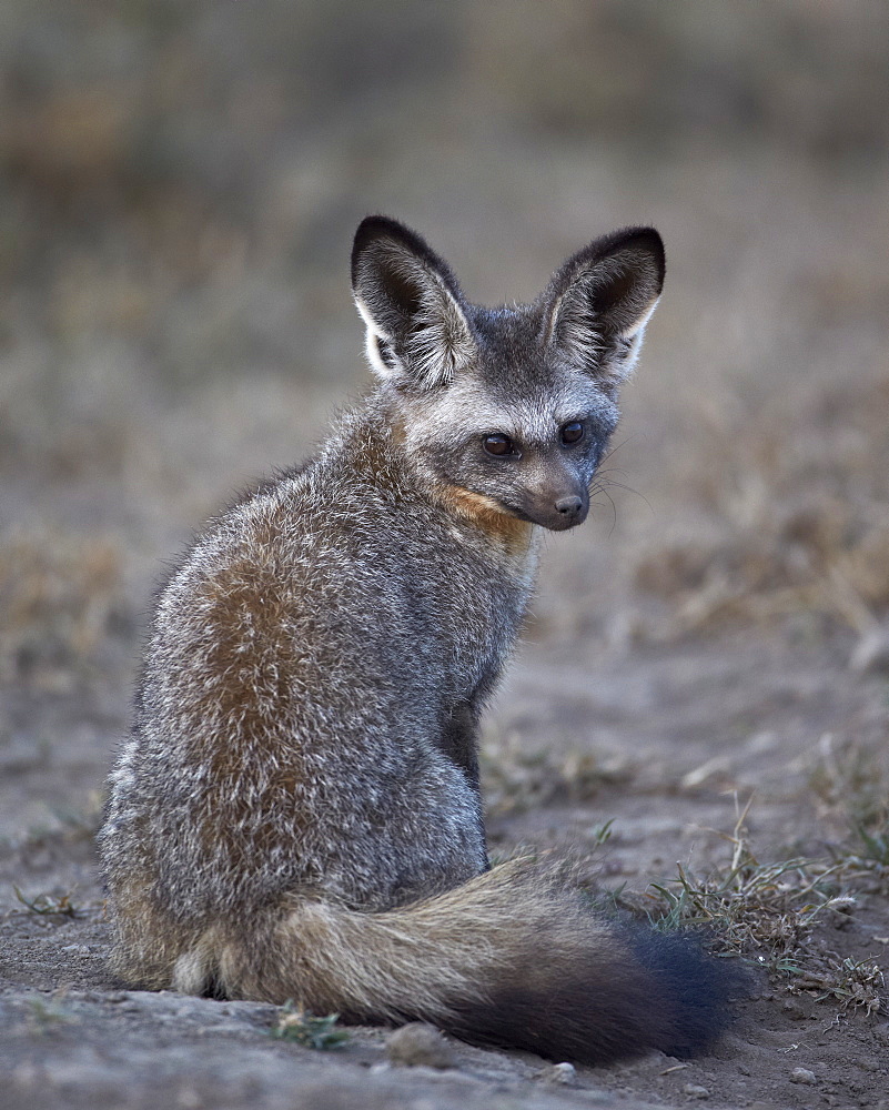 Bat-eared fox (Otocyon megalotis), Serengeti National Park, Tanzania, East Africa, Africa 