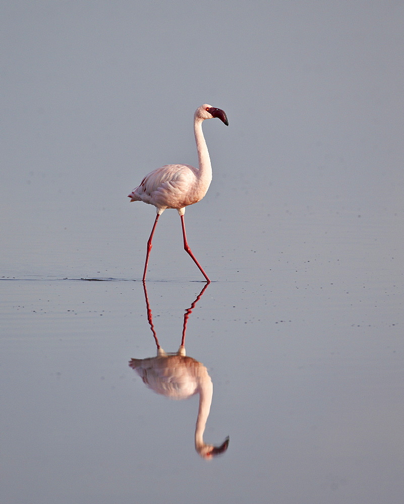 Lesser flamingo (Phoeniconaias minor), Serengeti National Park, Tanzania, East Africa, Africa 