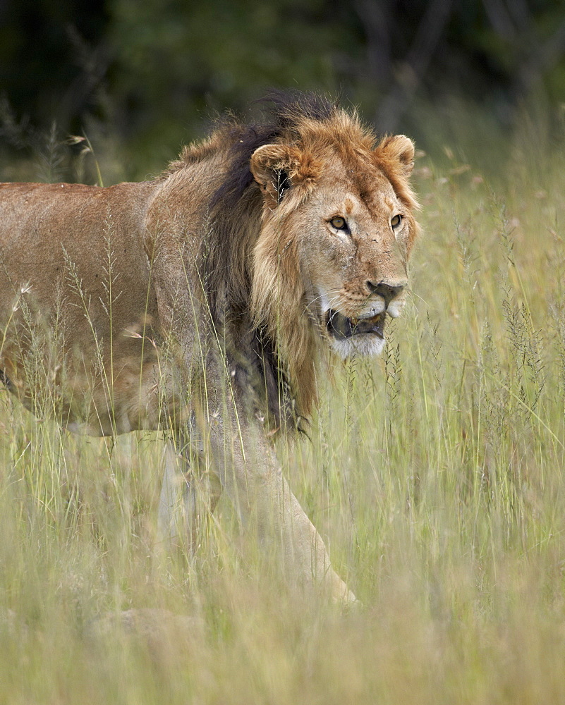 Lion (Panthera leo), Serengeti National Park, Tanzania, East Africa, Africa 