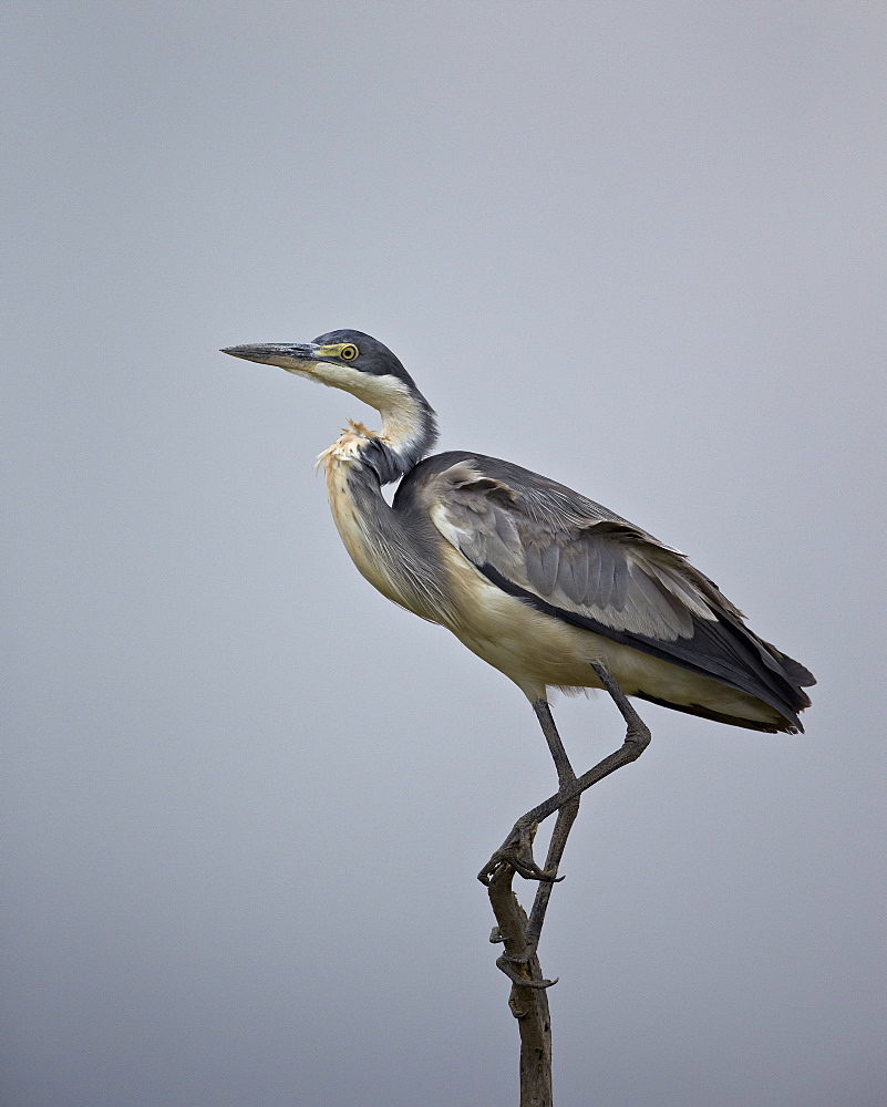 Gray heron (grey heron) (Ardea cinerea), Serengeti National Park, Tanzania, East Africa, Africa 