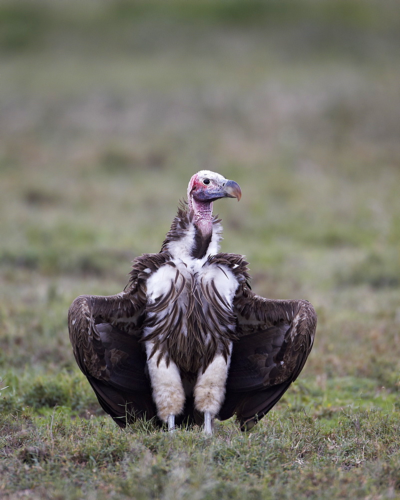 Lappet-faced vulture (Torgos tracheliotus), Serengeti National Park, Tanzania, East Africa, Africa 