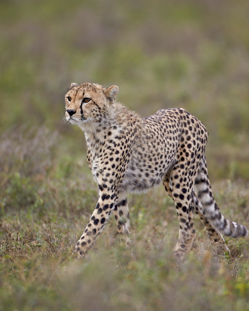 Cheetah (Acinonyx jubatus) cub, Serengeti National Park, Tanzania, East Africa, Africa 