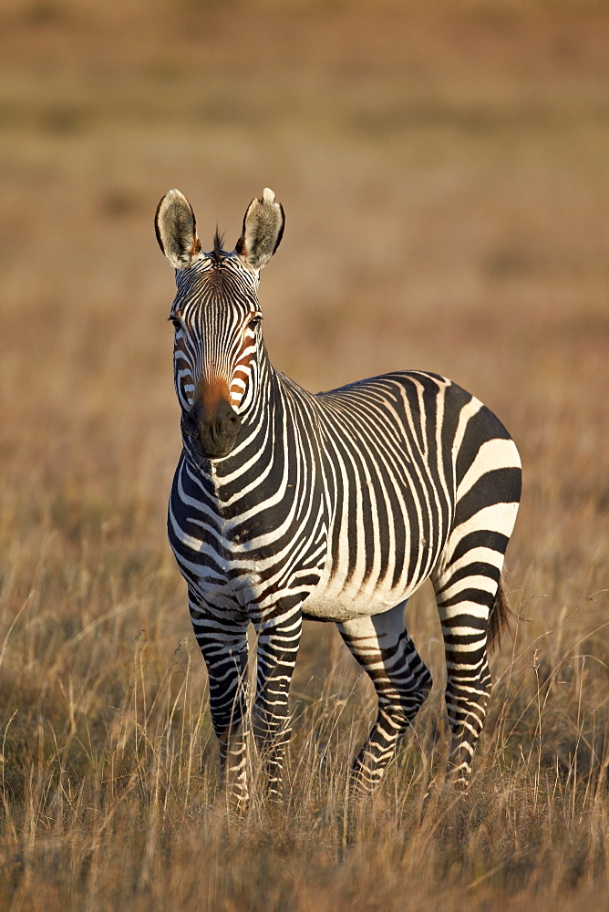 Cape mountain zebra (Equus zebra zebra) stallion, Mountain Zebra National Park, South Africa, Africa 