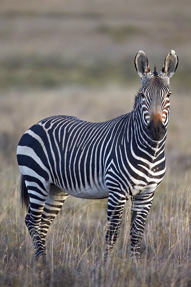 Cape mountain zebra (Equus zebra zebra) stallion, Mountain Zebra National Park, South Africa, Africa 