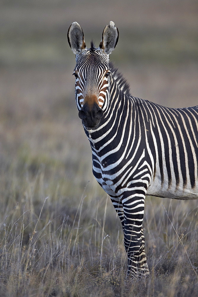 Cape mountain zebra (Equus zebra zebra) stallion, Mountain Zebra National Park, South Africa, Africa 