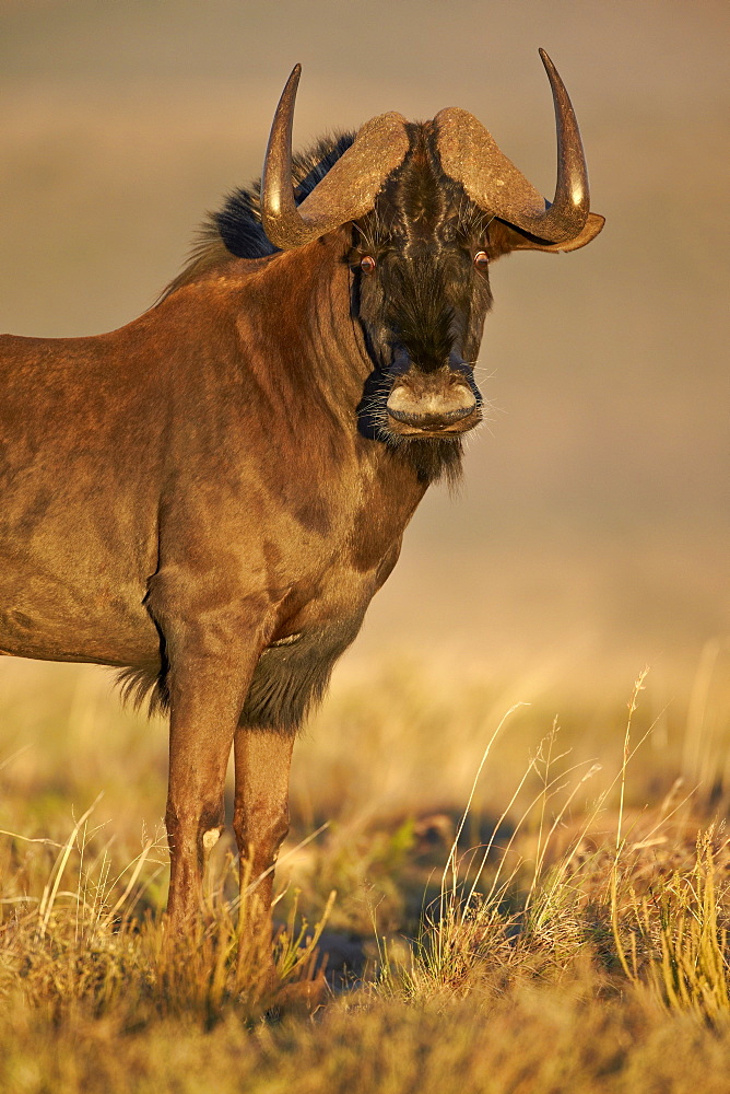 Black wildebeest (white-tailed gnu) (Connochaetes gnou), Mountain Zebra National Park, South Africa, Africa 