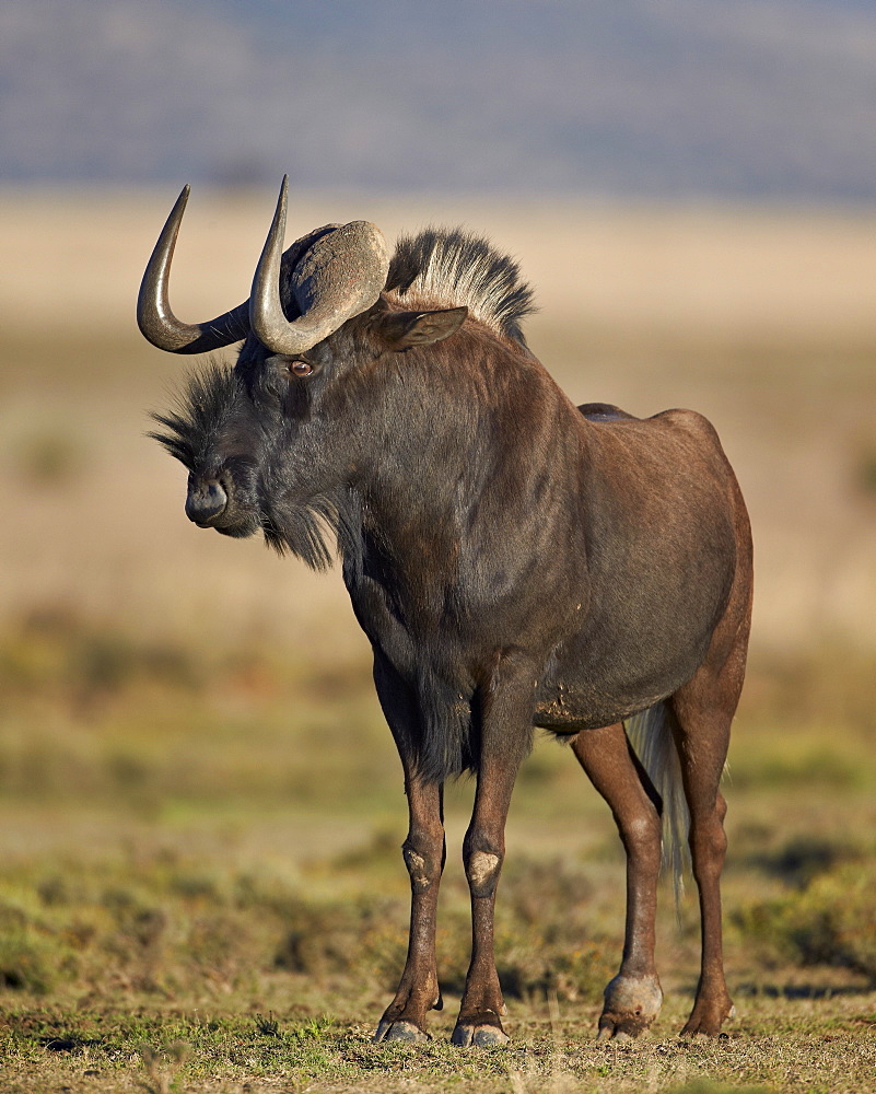 Black wildebeest (white-tailed gnu) (Connochaetes gnou), Mountain Zebra National Park, South Africa, Africa 