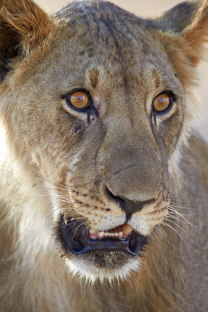 Young male lion (Panthera leo), Kgalagadi Transfrontier Park, encompassing the former Kalahari Gemsbok National Park, South Africa, Africa 