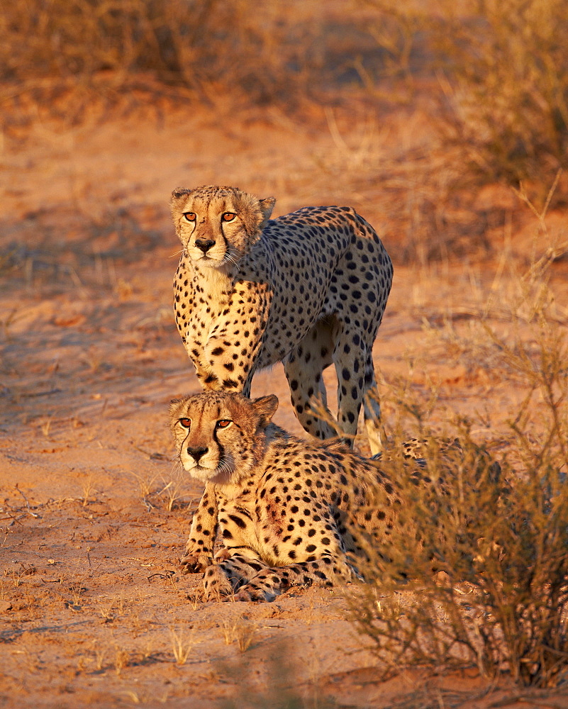 Two cheetah (Acinonyx jubatus), Kgalagadi Transfrontier Park, encompassing the former Kalahari Gemsbok National Park, South Africa, Africa 