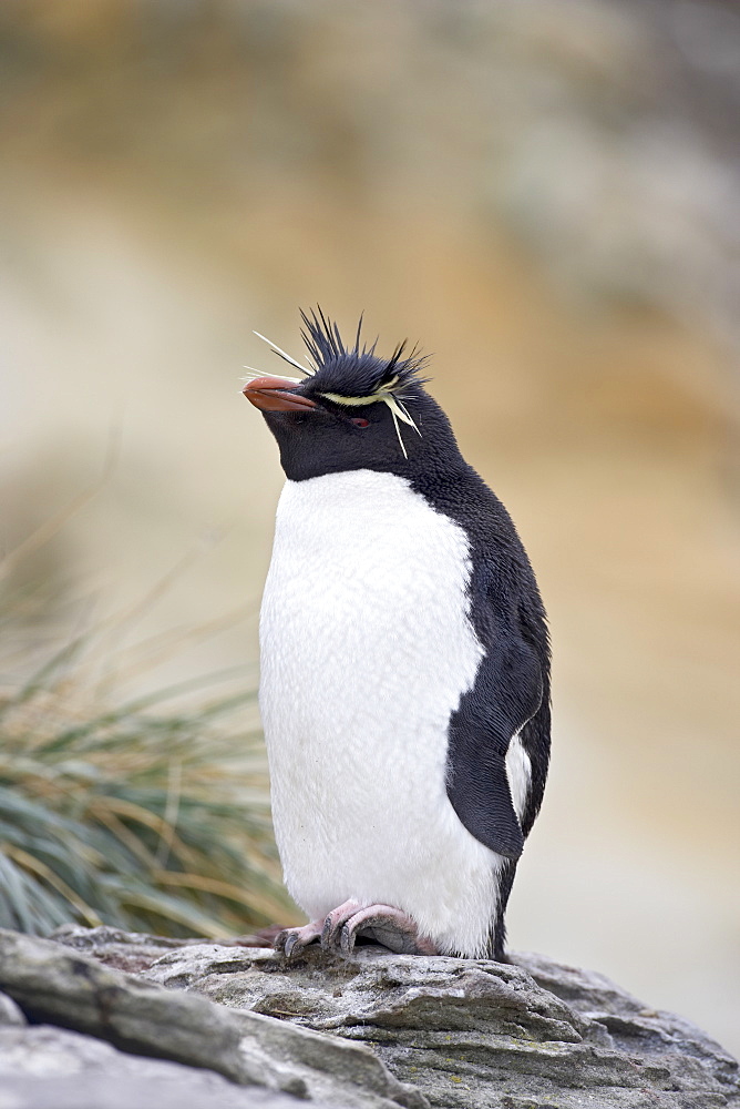 Rockhopper penguin (Eudyptes chrysocome), New Island, Falkland Islands, South America