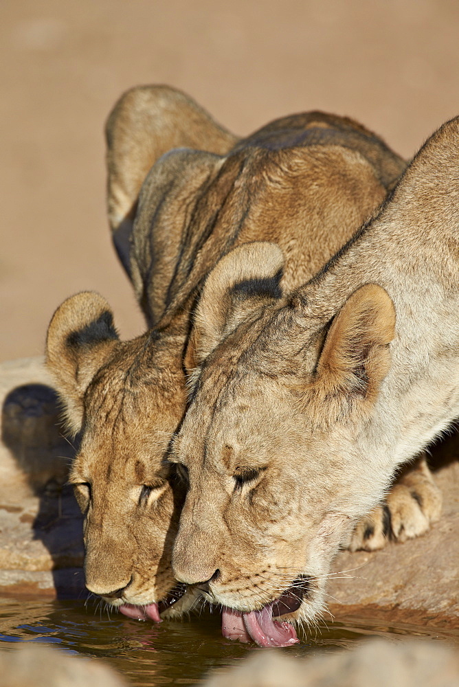 Two lions (Panthera leo) drinking, Kgalagadi Transfrontier Park, encompassing the former Kalahari Gemsbok National Park, South Africa, Africa 