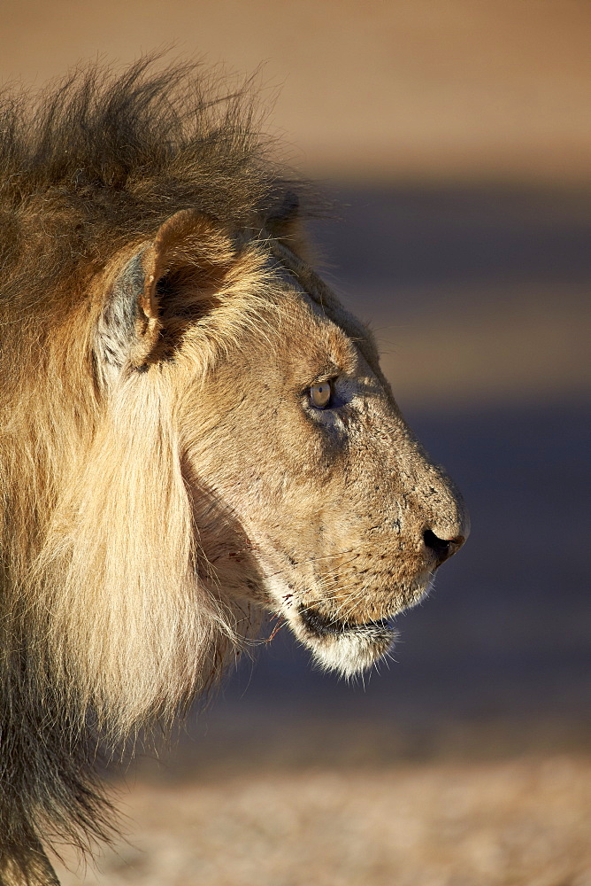 Lion (Panthera leo), Kgalagadi Transfrontier Park, encompassing the former Kalahari Gemsbok National Park, South Africa, Africa 