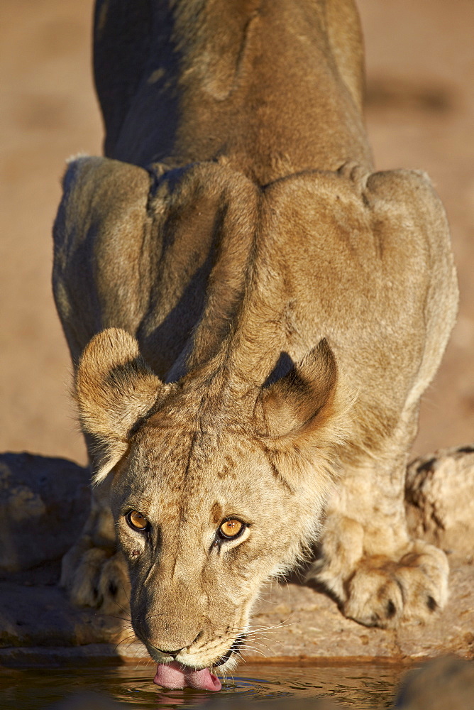 Lion (Panthera leo) cub drinking, Kgalagadi Transfrontier Park, encompassing the former Kalahari Gemsbok National Park, South Africa, Africa 