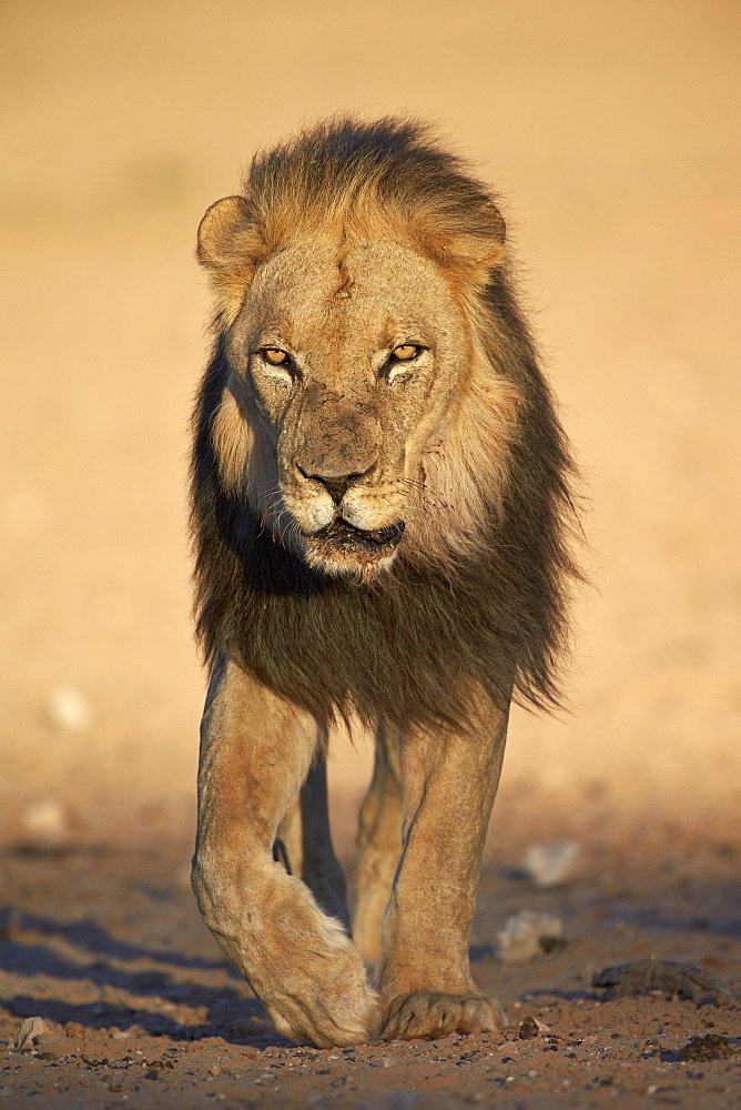 Lion (Panthera leo), Kgalagadi Transfrontier Park, encompassing the former Kalahari Gemsbok National Park, South Africa, Africa 