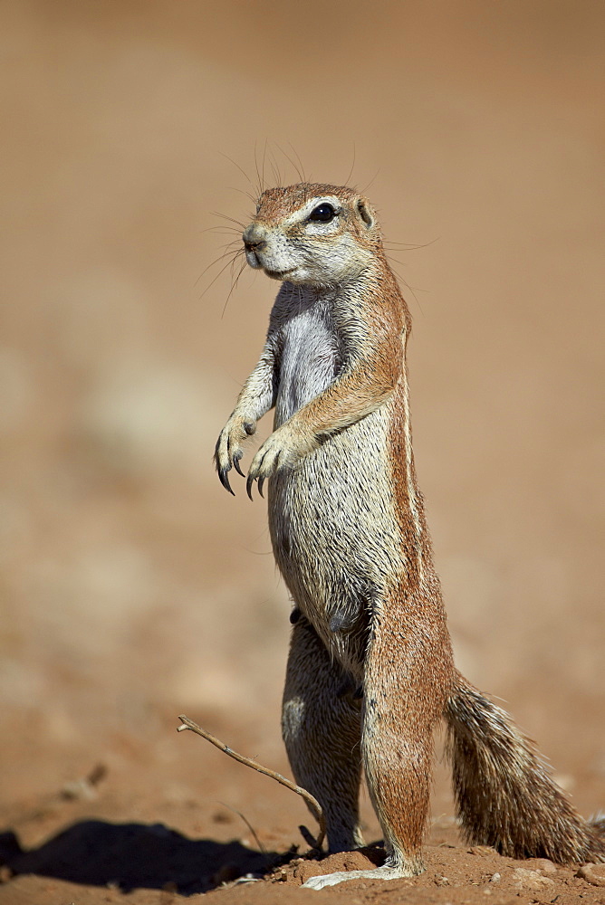 Cape ground squirrel (Xerus inauris), Kgalagadi Transfrontier Park, encompassing the former Kalahari Gemsbok National Park, South Africa, Africa 