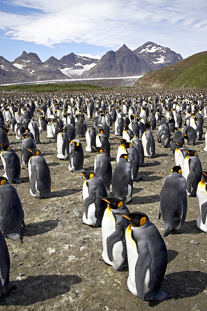 King penguin (Aptenodytes patagonica) colony, Salisbury Plain, South Georgia, Polar Regions