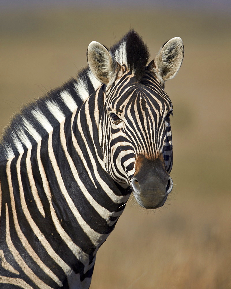 Common zebra (Plains zebra) (Burchell's zebra) (Equus burchelli), Mountain Zebra National Park, South Africa, Africa 