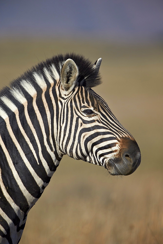 Common zebra (Plains zebra) (Burchell's zebra) (Equus burchelli), Mountain Zebra National Park, South Africa, Africa 