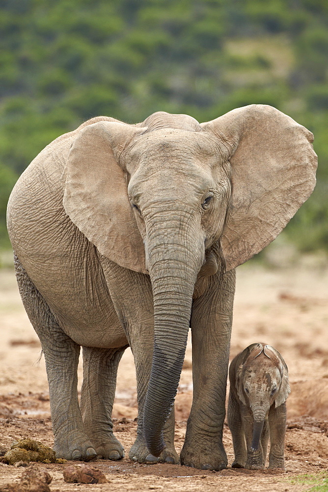 African elephant (Loxodonta africana) mother and baby, Addo Elephant National Park, South Africa, Africa 