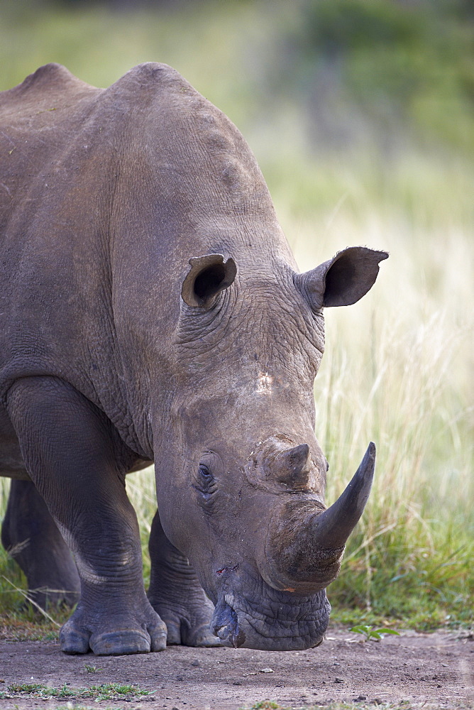 White rhinoceros (Ceratotherium simum), Hluhluwe Game Reserve, South Africa, Africa 