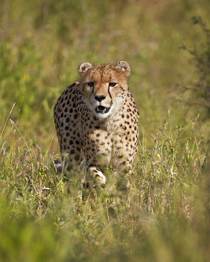 Cheetah (Acinonyx jubatus), Kruger National Park, South Africa, Africa 