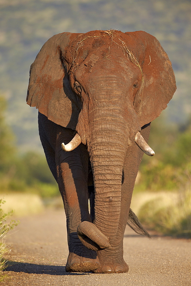 African elephant (Loxodonta africana), Kruger National Park, South Africa, Africa 