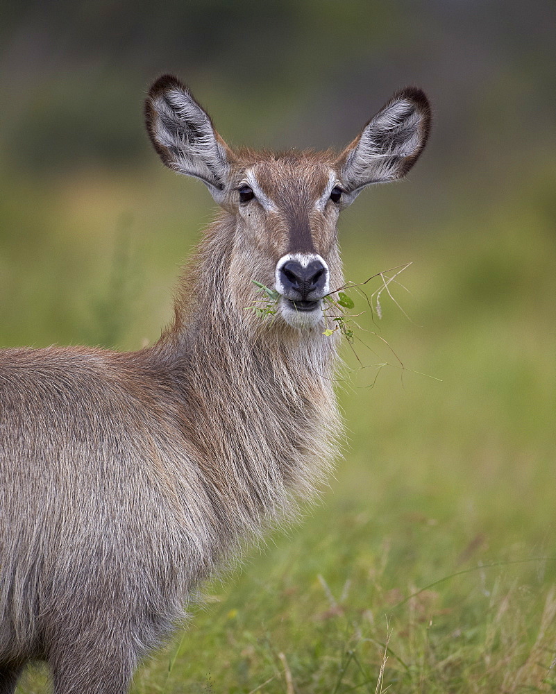 Female common waterbuck (Ellipsen waterbuck) (Kobus ellipsiprymnus ellipsiprymnus), Kruger National Park, South Africa, Africa 