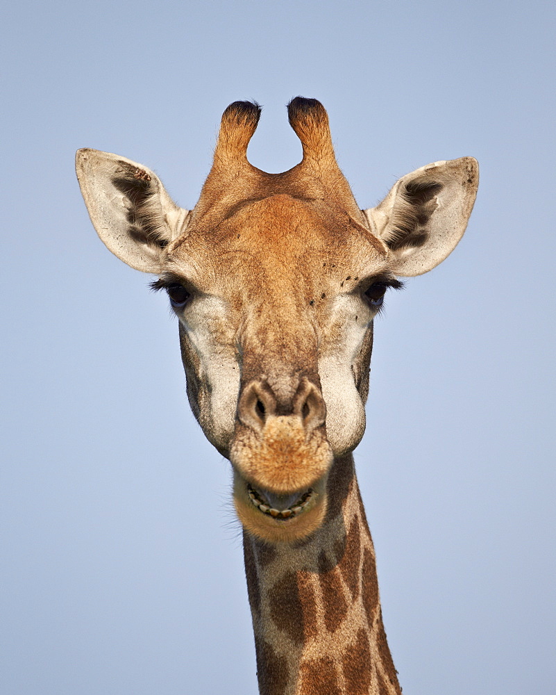 Cape giraffe (Giraffa camelopardalis giraffa), Kruger National Park, South Africa, Africa 