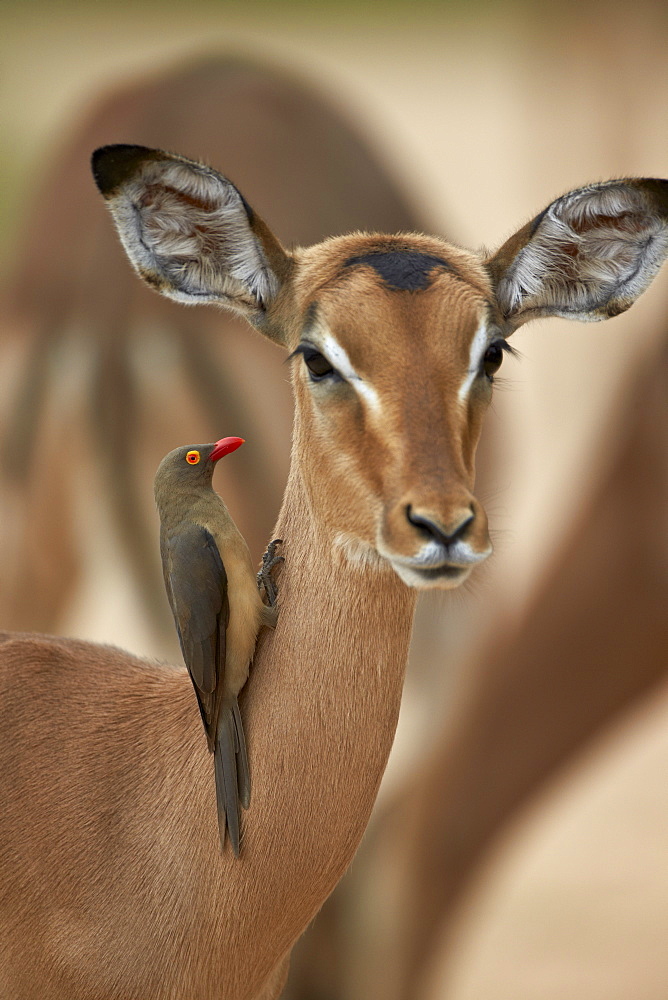 Red-billed oxpecker (Buphagus erythrorhynchus) on a female impala (Aepyceros melampus), Kruger National Park, South Africa, Africa 